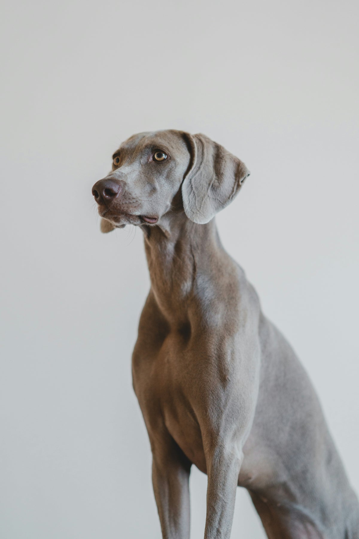 The Pet care