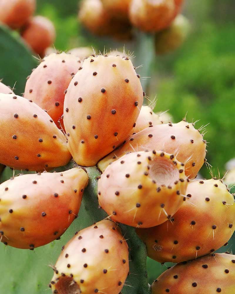 Organic Argan and Prickly Pear Oil | Anti-aging | 50 ml-2